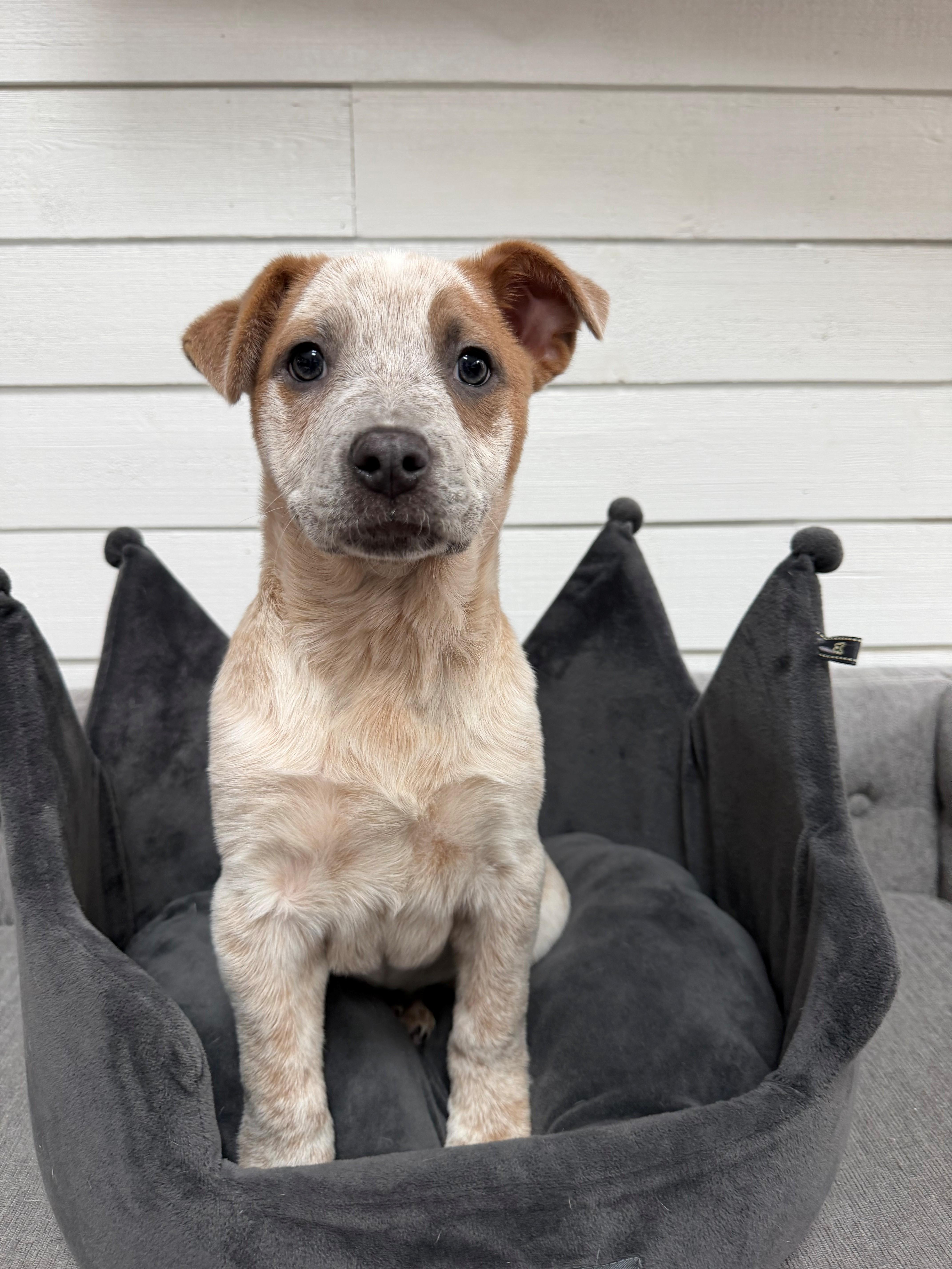 Koopa Kart  Local thumbnail 3