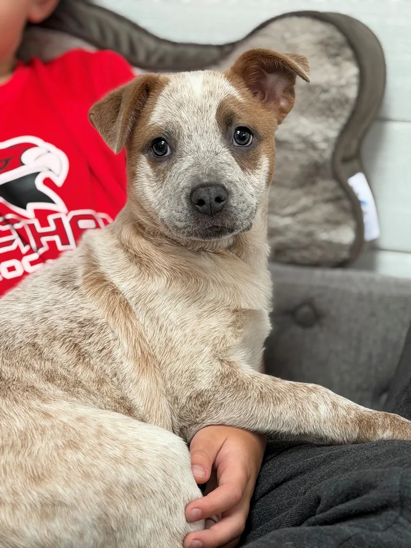 Koopa Kart  Local thumbnail 5