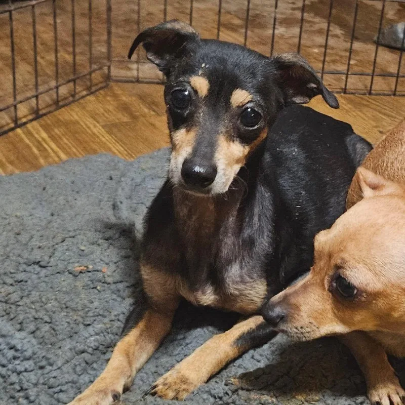 An adult small-sized female Black Chihuahua dog named Trixie for adoption in Livingston, TX