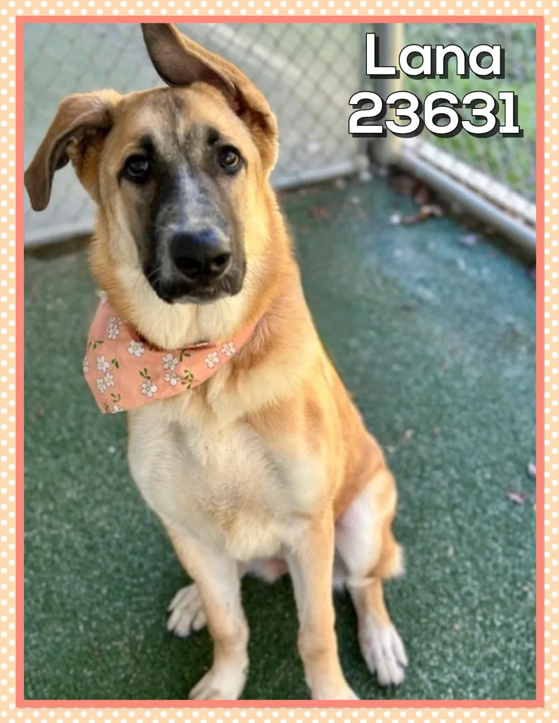 A baby large-sized female Black German Shepherd Dog named Lana for adoption in Marietta, GA