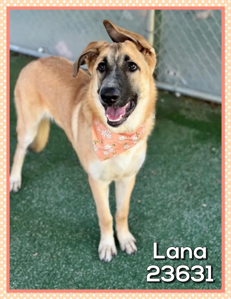 Lana thumbnail 2