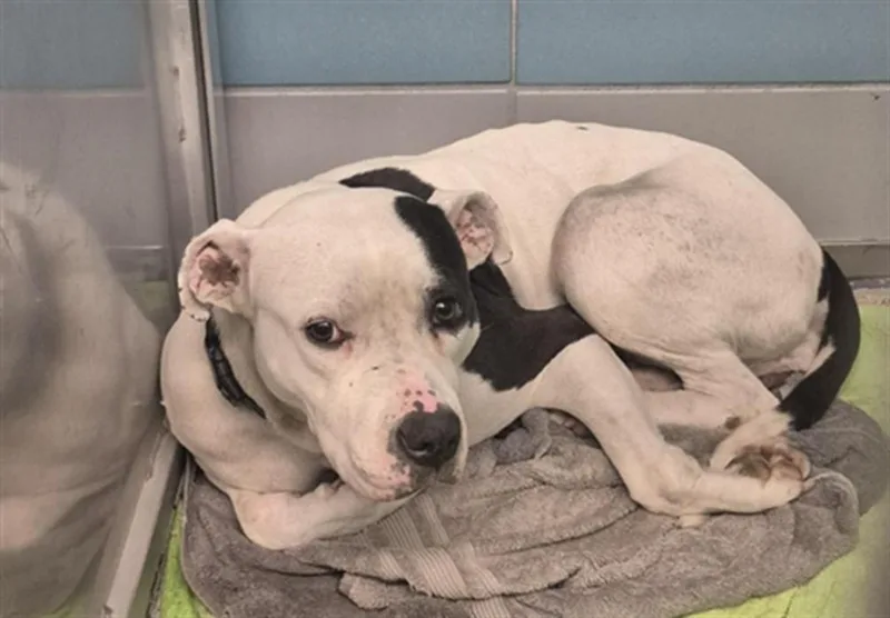 A young large-sized female Staffordshire Bull Terrier dog named Daisy for adoption in Houston, TX