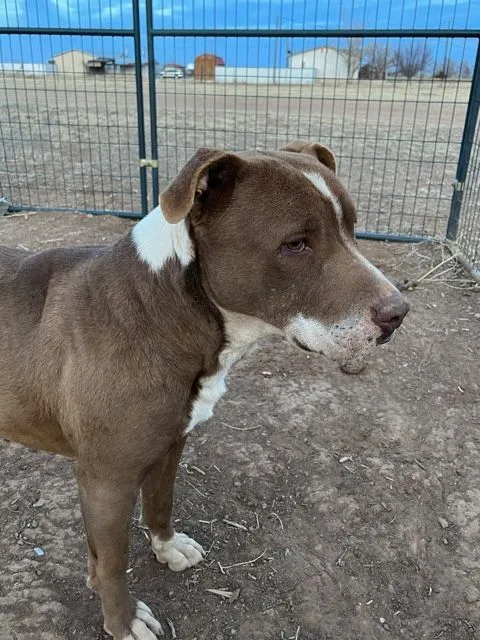 Buddy Boy thumbnail 3