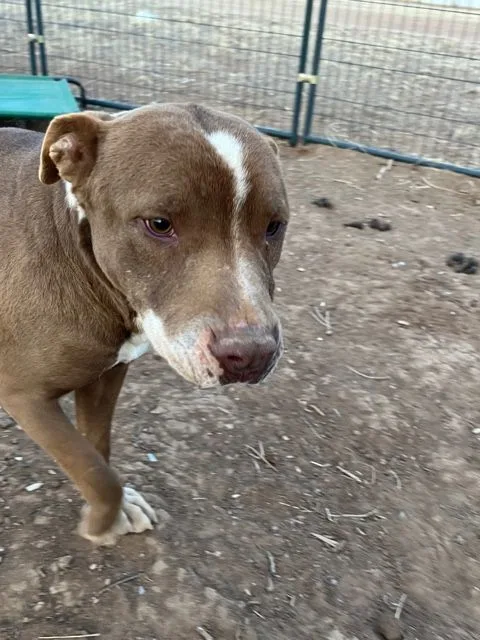 Buddy Boy thumbnail 4