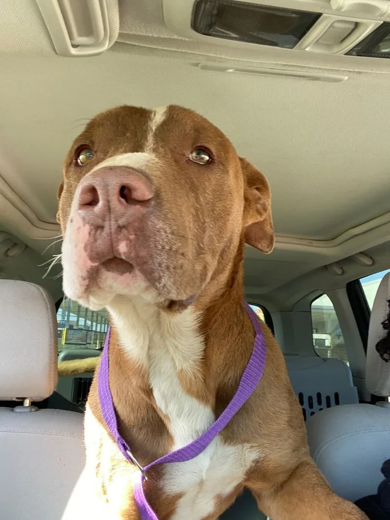 Buddy Boy thumbnail 5