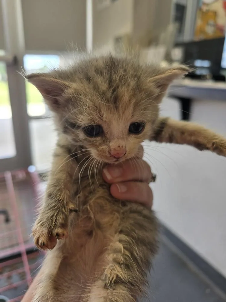 A baby small-sized female Domestic Short Hair cat named Neon for adoption in Evansville, IN