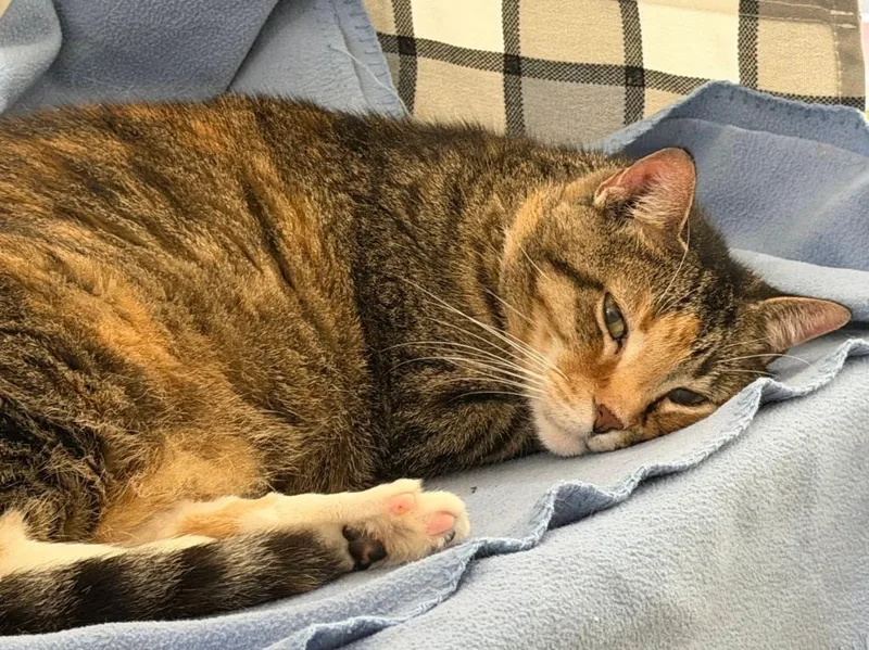 An adult large-sized female Domestic Short Hair cat named Monica for adoption in Bourbonnais, IL