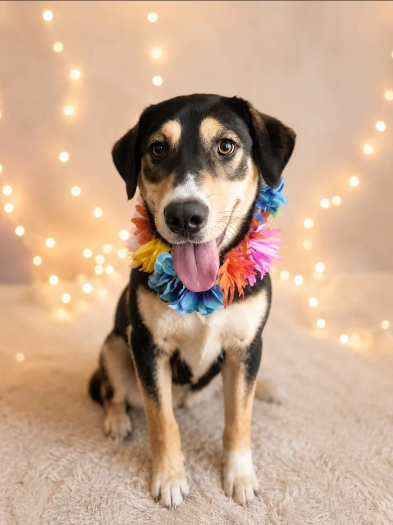 A young medium-sized female Tricolor (Brown, Black, & White) German Shepherd Dog dog named Violet Beauregarde for adoption in Murrieta, CA