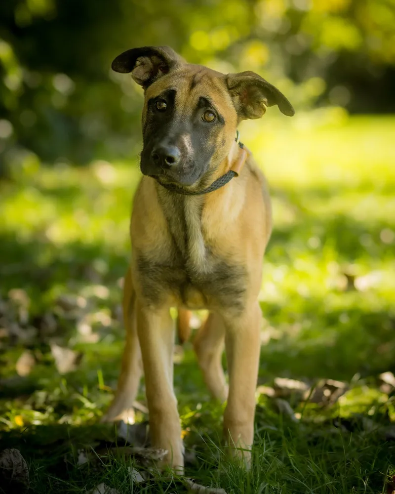 A baby large-sized female Belgian Shepherd / Malinois dog named Fae for adoption in Bridgeport, CT