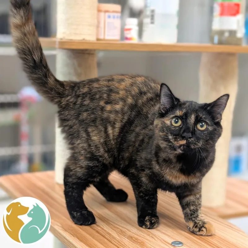 A young small-sized female Tortoiseshell Domestic Short Hair cat named Darn for adoption in Toledo, OH
