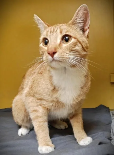 A young large-sized male Domestic Short Hair cat named Sunny for adoption in Los Angeles, CA