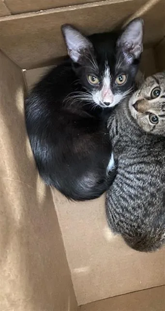 A baby medium-sized male Domestic Short Hair cat named Jacob for adoption in Dallas, TX
