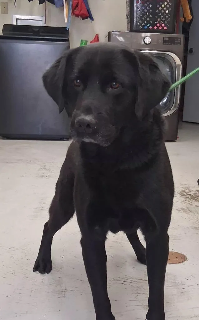 An adult large-sized male Labrador Retriever dog named Brownie for adoption in North Vernon, IN