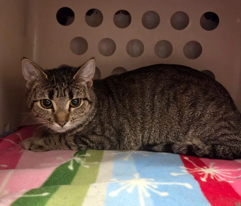 A young medium-sized female Domestic Short Hair cat named Mocha for adoption in Muskegon, MI