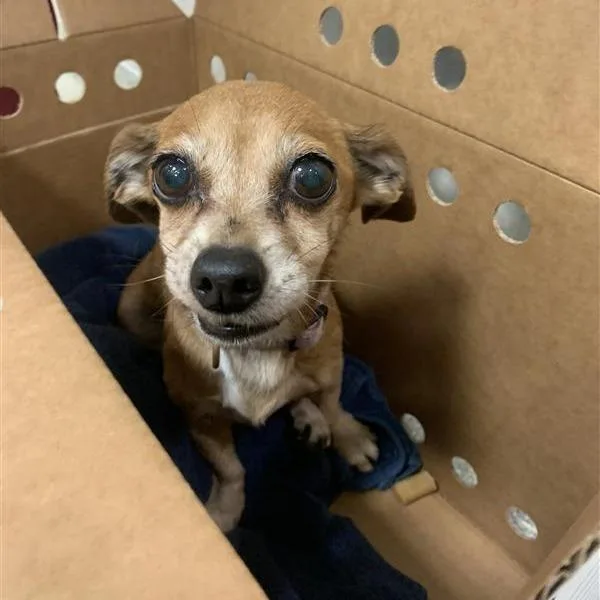 Sergeant Peanut Butter