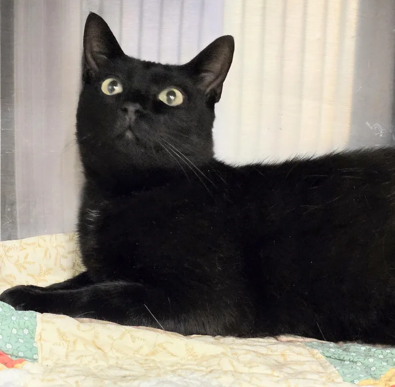 An adult medium-sized female Black Domestic Short Hair cat named Parker Jeffy for adoption in Amityville, NY