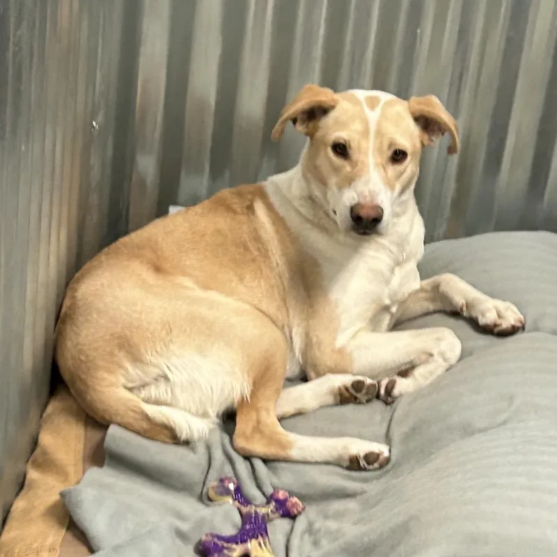 An adult medium-sized female Yellow / Tan / Blond / Fawn Mixed Breed dog named Winnie for adoption in Flagstaff, AZ