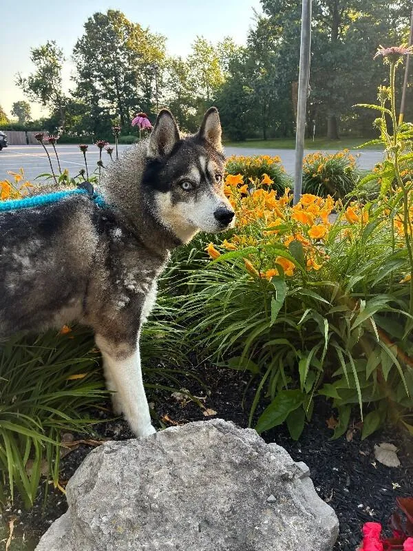 An adult large-sized male Gray / Blue / Silver Husky dog named Haaland for adoption in Rochester, NY