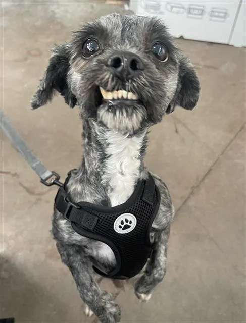 A young small-sized male Mixed Breed dog named Christian for adoption in Dallas, TX