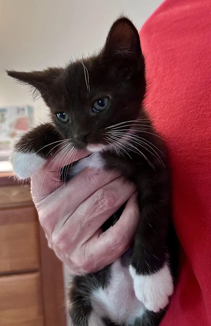 A baby medium-sized male Black & White / Tuxedo Domestic Short Hair cat named Wood Elf for adoption in Trenton, NJ