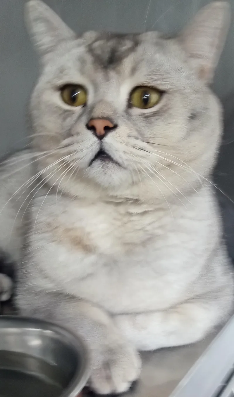 A young large-sized male Gray & White British Shorthair cat named Bubba for adoption in Whitestone, NY