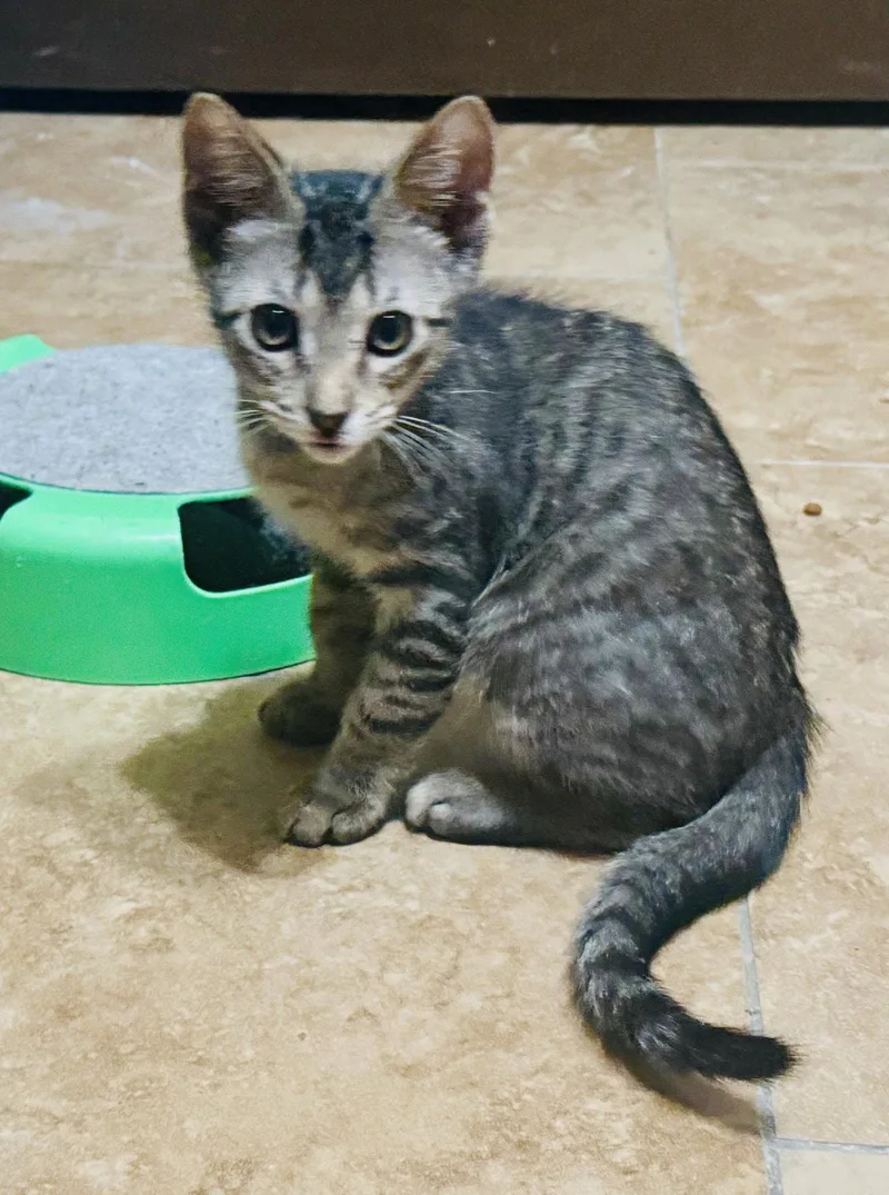A baby medium-sized male Tabby cat named Dylan for adoption in Pensacola, FL