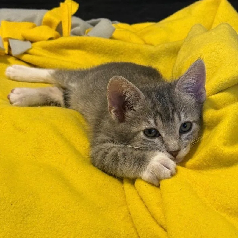 A baby small-sized female Gray / Blue / Silver Domestic Short Hair cat named Lina for adoption in Tustin, CA