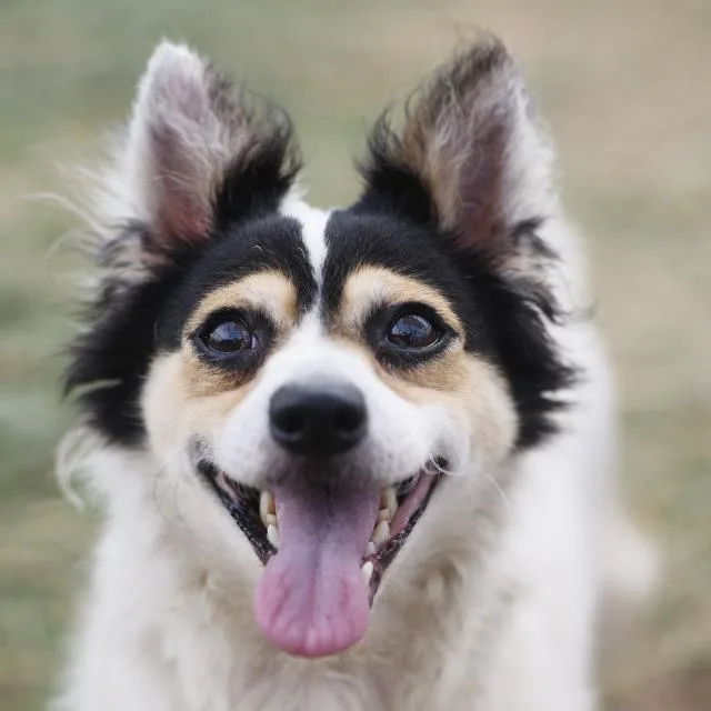 An adult small-sized male Terrier dog named Larry for adoption in San Antonio, TX