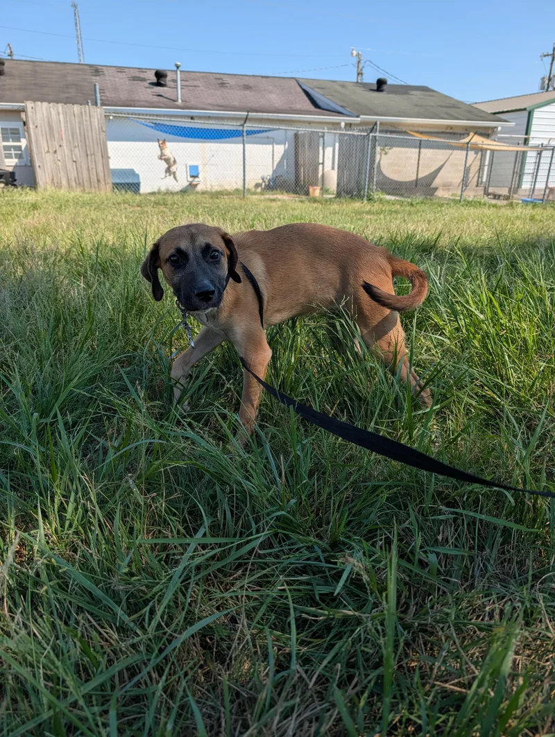 A baby small-sized female Red / Chestnut / Orange Rhodesian Ridgeback dog named Athena for adoption in Lewisburg, TN