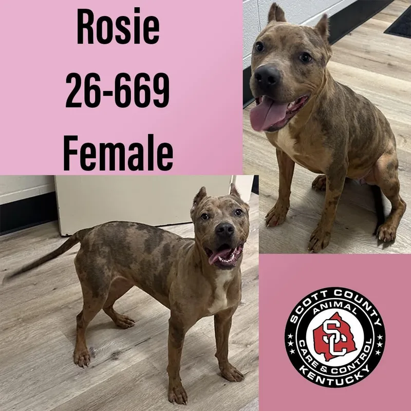 A young large-sized female Pit Bull Terrier dog named Rosie for adoption in Georgetown, KY