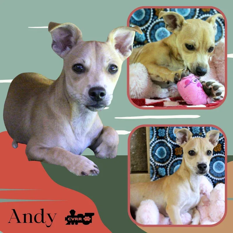 A baby small-sized male Chihuahua dog named Andy for adoption in LINDSAY, CA