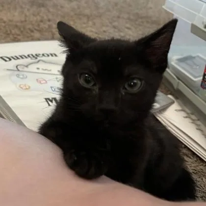 A baby medium-sized male Black Domestic Short Hair cat named Black Bean for adoption in Phoenixville, PA