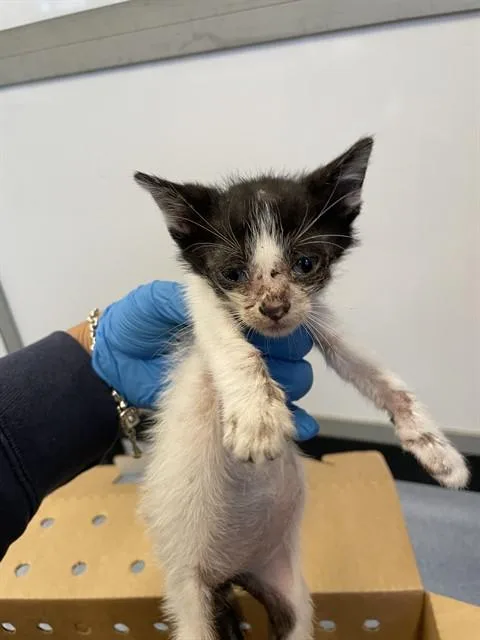 A baby medium-sized male Domestic Short Hair cat named Tony for adoption in San Jose, CA