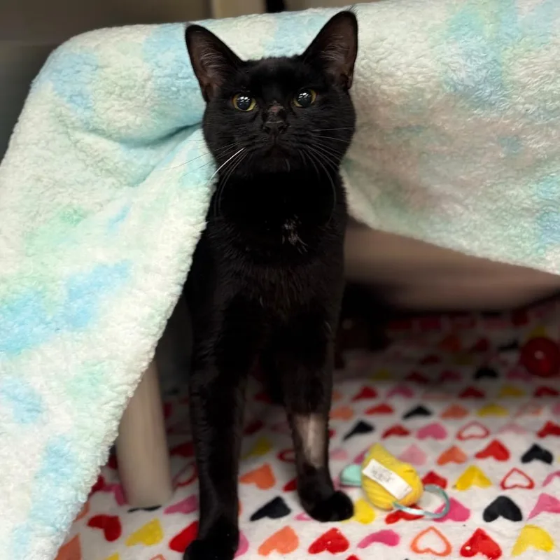 Potato Chip thumbnail 2