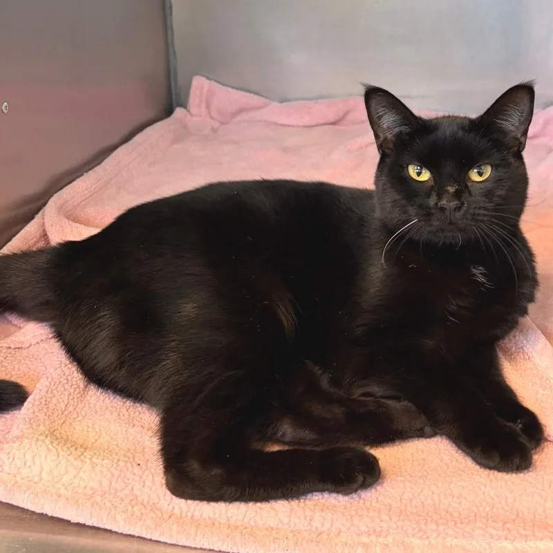 Potato Chip thumbnail 3