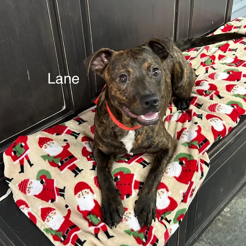 A young medium-sized male Brindle Pit Bull Terrier dog named Lane for adoption in Princeton, KY