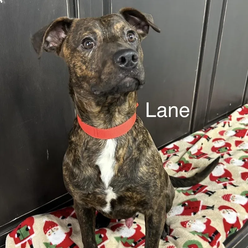 Lane thumbnail 2