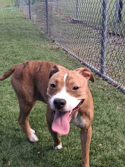An adult large-sized female Pit Bull Terrier dog named Tanya for adoption in Daytona Beach, FL