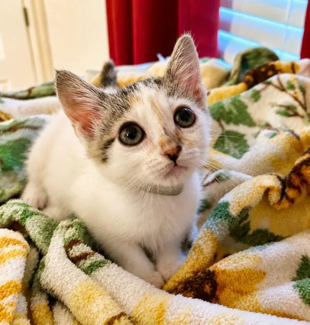 A baby medium-sized female Calico Domestic Short Hair cat named Raleigh for adoption in Houston, TX