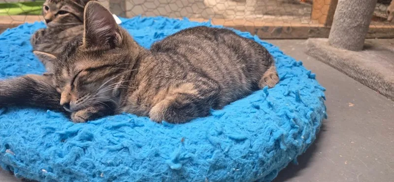 A baby small-sized female Domestic Short Hair cat named Lorelei for adoption in Kell, IL