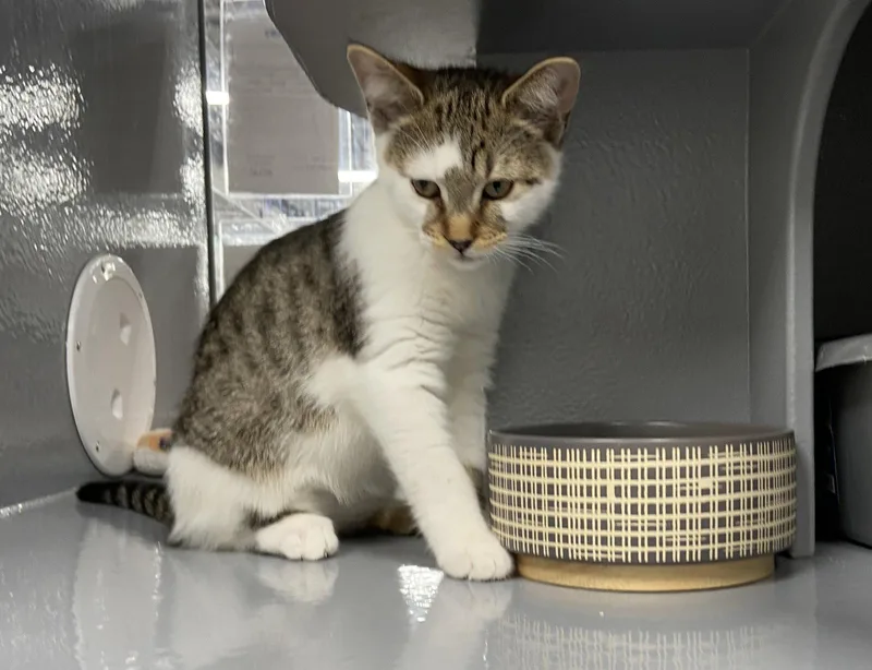 A baby medium-sized male Tabby cat named Zorroc for adoption in Greenville, DE