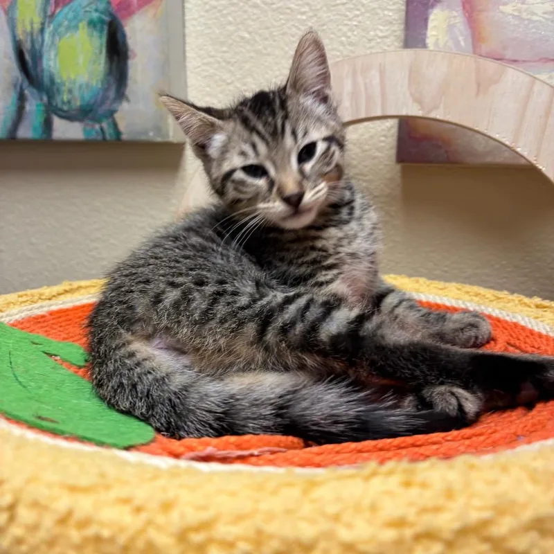 A baby small-sized male Brown / Chocolate Domestic Short Hair cat named Malt for adoption in Flagstaff, AZ