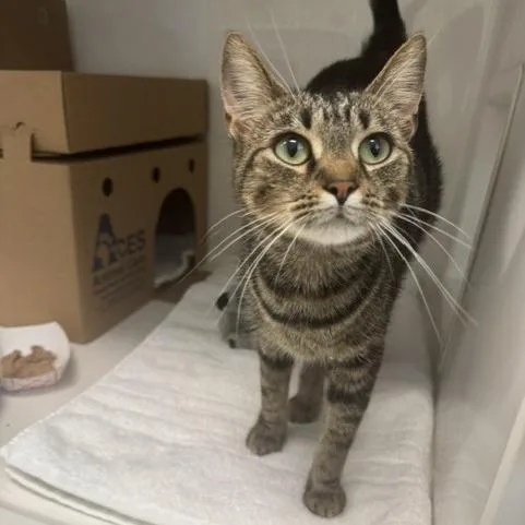 A young medium-sized female Brown / Chocolate Domestic Short Hair cat named Abbie for adoption in Novelty, OH