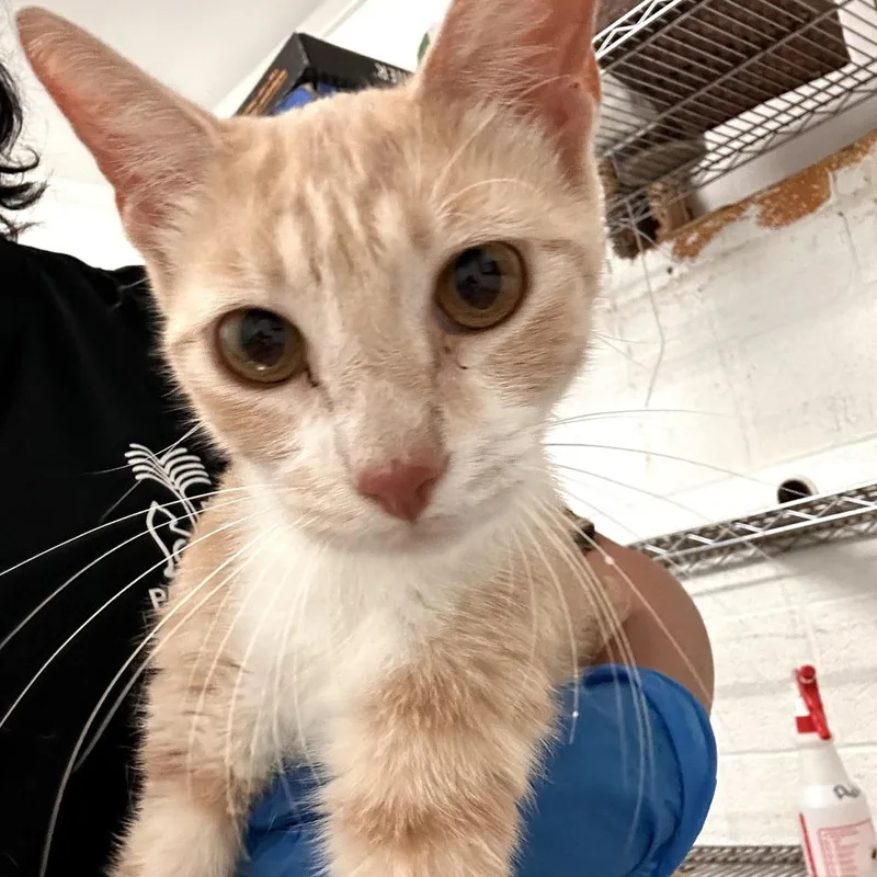 A baby medium-sized female Orange / Red Domestic Short Hair cat named Sunday for adoption in Edinburg, TX
