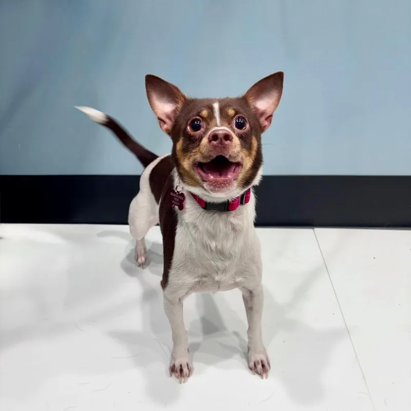 An adult small-sized male Chihuahua dog named Yamper for adoption in Portland, OR