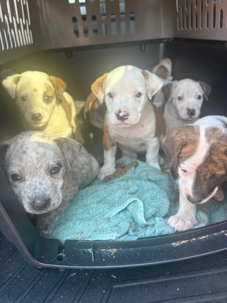A baby medium-sized female Catahoula Leopard Dog dog named Sequoia Yellow for adoption in Charlotte, MI