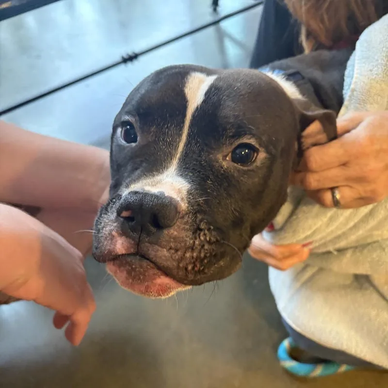 An adult medium-sized male Black Pit Bull Terrier dog named Banner for adoption in Wilmington, DE