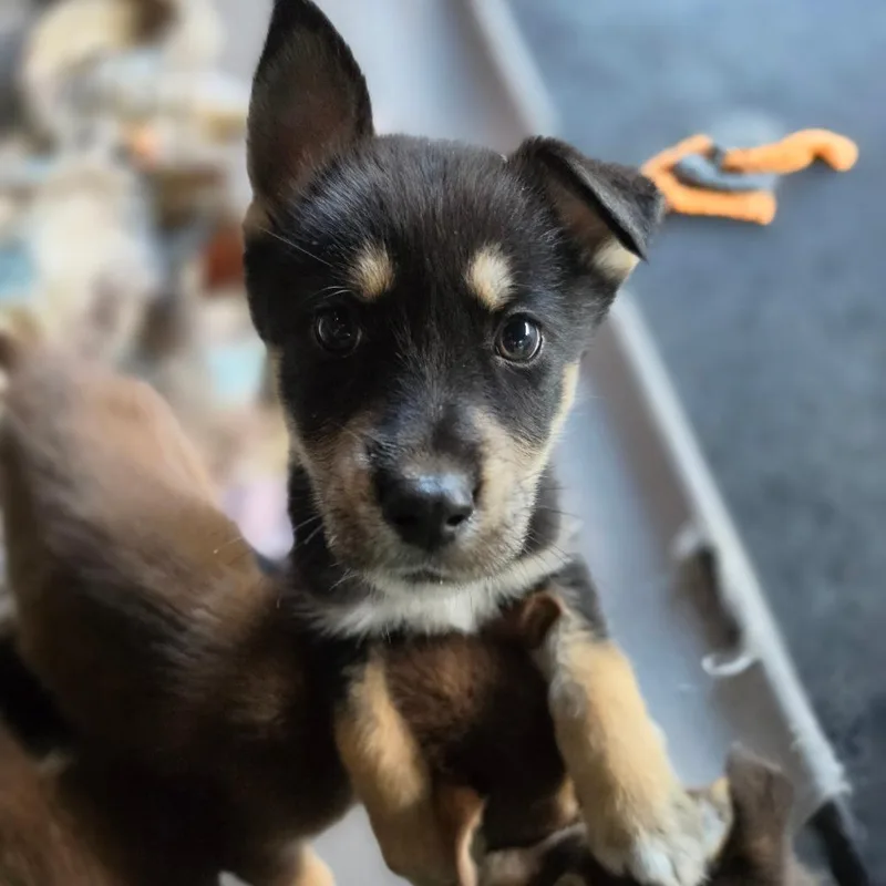 A baby medium-sized male Black Mixed Breed dog named Fisher for adoption in Centralia, WA