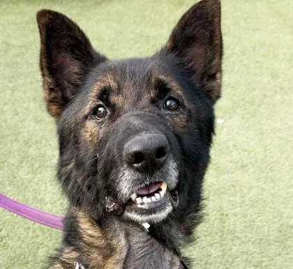 An adult large-sized male Brindle German Shepherd Dog dog named Ranger for adoption in Fernandina Beach, FL