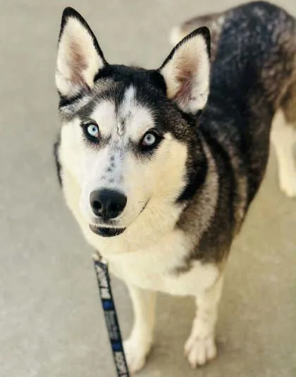 An adult large-sized female Siberian Husky dog named Hurricane for adoption in West Chester, PA